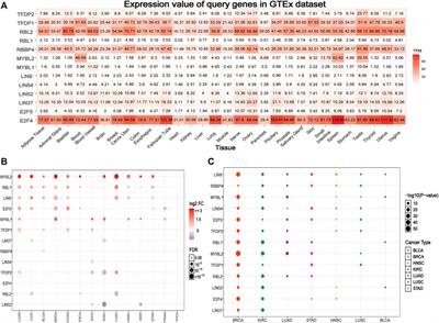 Comprehensive Analysis of the Expression and Prognosis for the DREAM Complex in Human Cancers